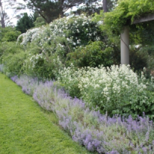 Catmint (Nepeta) makes a wonderful, very hardy edging plant