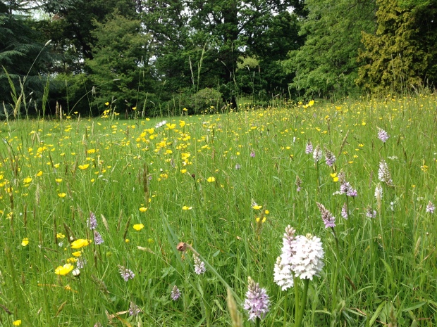Meadow with native orchids, buttercups and grasses at Woburn Abbey gardens