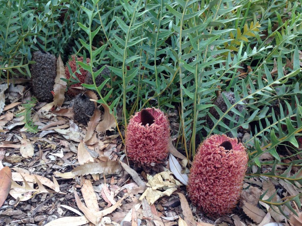 Banksia blechnifolia at Ballarat Botanic Gardens. Janna Schreier