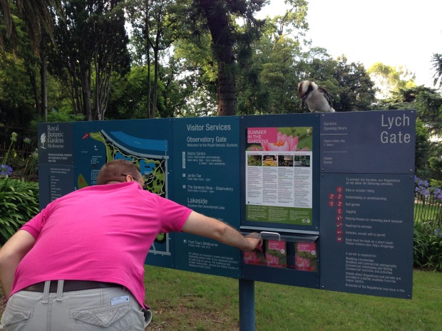 Kookaburra guarding the maps. Janna Schreier