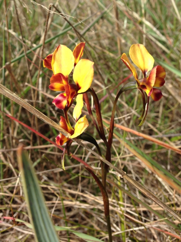 Winter donkey orchids (Diuris brumalis) in Bold Park