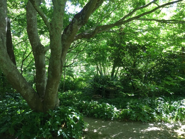 The magical dappled shade created by mature trees