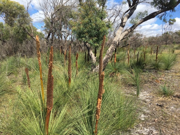 A field of grass trees
