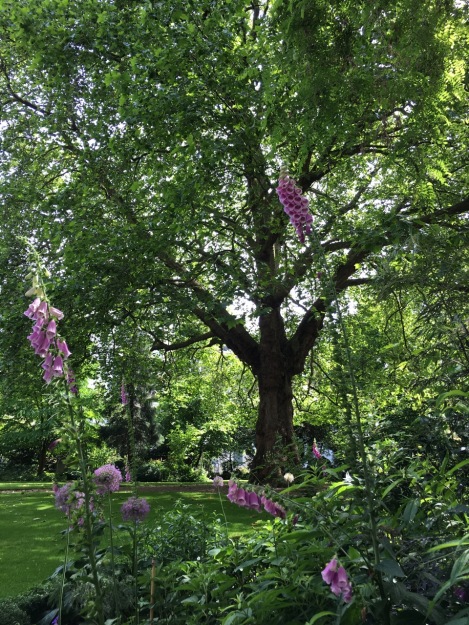 That huge big plane tree was such a feature in this garden, providing a real sense of longevity