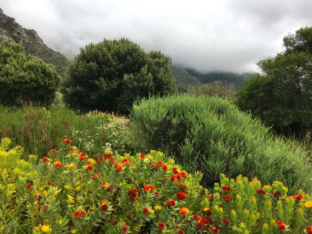 Dramatic colour and texture at Kirstenbosch